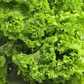 Mustard Southern Giant Curled Seeds Brassica juncea - 1g Heirloom, Non-GMO, Cold Hardy