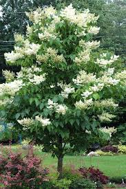 Japanese Lilac Tree Syringa reticulata | Bare Root 12-14" | Zones 3-7