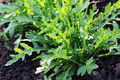 Arugula (Eruca sativa) Seeds - 700 Non-GMO Heirloom, Fast-Growing, Organic Garden