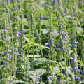 Chia (Salvia hispanica) Seeds - 750 Seeds, Drought-Tolerant Herb for Pollinator Gardens