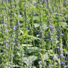 Chia (Salvia hispanica) Seeds - 750 Seeds, Drought-Tolerant Herb for Pollinator Gardens