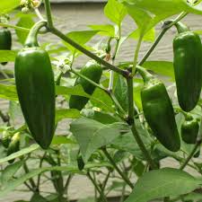 Jalapeño Starter Plant (12"-24") – Mild to Moderate Heat, Full Sun, Container Ready