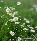 Roman Chamomile (Chamaemelum nobile) Seeds - 2000 Seeds for Tea, Ground Cover, Aromatherapy