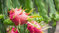 Red Dragon Fruit Cuttings - Pink Skin, Red Flesh (3 Fresh Cuttings) Starter Plant