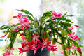 Schlumbergera Buckleyi Original Christmas Cactus - 3 Rooted Cuttings (No Soil) - Indoor Starter Plant