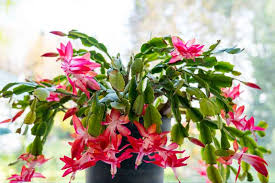 Schlumbergera Buckleyi Original Christmas Cactus - 3 Rooted Cuttings (No Soil) - Indoor Starter Plant