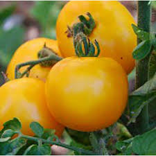 Mountain Gold Tomato (Solanum lycopersicum) - 10 Seeds, Golden Yellow, Determinate, Low-Acid