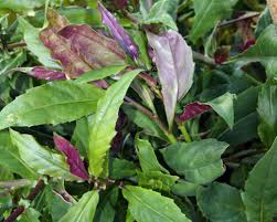 Okinawa Spinach (Gynura bicolor) - 12 Unrooted Cuttings 5-6" - Edible Purple Leaf Herb Starter