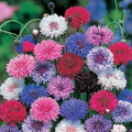 Cornflower Bachelor Button Frosty Mix Seeds - 200 Heirloom, Non-GMO, Blue & White (Centaurea cyanus)