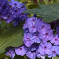 Phlox Beauty Blue Dwarf Seeds - 100 Non-GMO Blue Phlox Seeds, Pollinator-Attracting Perennial