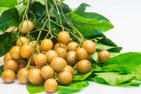 Wampee Tree Seedling (Clausena lansium) 10" in Pot - Starter Plant