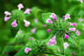 Florida Calamint Seeds (Clinopodium dentatum) - 25 Seeds for Fragrant Perennial Herb