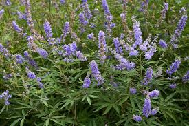 Chaste Tree Seeds (Vitex agnus-castus) - Hardy Lilac Flowers, Deer Resistant, Pollinator For Zones 6-9