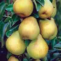 12 Giant Bartlett Pear Tree Cuttings - Unrooted for Rooting or Grafting