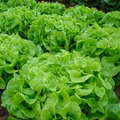 Oak Leaf Lettuce Seeds - Lactuca sativa - Heirloom Loose-Leaf, Fast-Growing (1000 seeds)