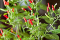Thai Garden Bird Hot Pepper Seeds (Capsicum annuum) – Very Hot, Non-GMO, 250mg