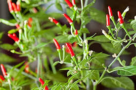 Thai Garden Bird Hot Pepper Seeds (Capsicum annuum) – Very Hot, Non-GMO, 250mg