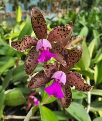 Cattleya tigrina x aclandiae NBS Seedling - 3" Pot, Spotted Fragrant Blooms