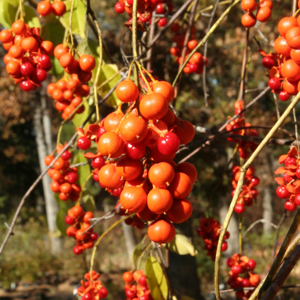 Celastrus Scandens (American Bittersweet) Seeds - 500mg, Native Climbing Vine with Orange Berries