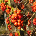 Celastrus Scandens (American Bittersweet) Seeds - 500mg, Native Climbing Vine with Orange Berries