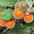 Naranjilla (Solanum quitoense) Seeds – Lulo Quito Orange Fruit Tree