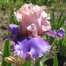 Bearded Iris Florentine Silk - Starter Plant (Iris germanica) 3-10