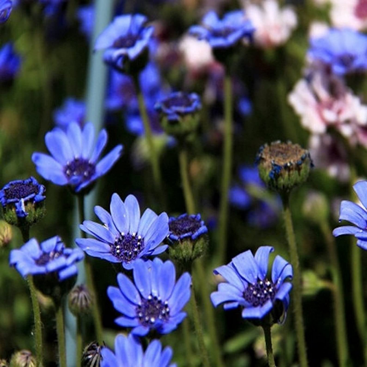 50 Seeds Daisy The Blues Felicia Heterophylla - Blue Daisy Flowers, Heirloom Perennial (Non-GMO) Pollinator Garden