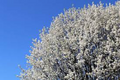Bradford Pear Tree Seeds (Pyrus calleryana) – 20 Seeds, Fast Growing Ornamental, Zone 4 Hardiness