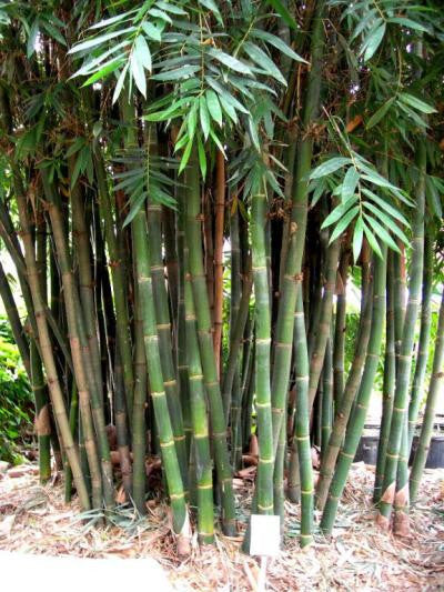 Giant Timber Bamboo (Bambusa oldhamii) Unrooted Cuttings – 2 pcs, Fast-Growing Privacy Screen