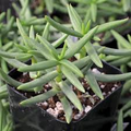 Crassula Tetragona ‘Pine Tree’ – 1 Live 2-4" Bare Root Succulent
