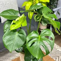 Monstera friedrichsthalii Starter Plant – 2-Leaf Vine (Swiss Cheese Plant)