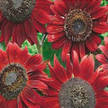Velvet Queen Sunflower Seeds - 1 Gram | Rusty-Red Ornamental Sunflowers for Gardens & Bouquets