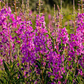 Fireweed Seeds (Chamaenerion angustifolium) - 500 Seeds | Willow Herb for Pollinator Gardens