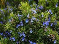 Organic Rosemary Live Dipped Cuttings 10-12" (Rosmarinus officinalis) - Cuttings