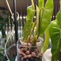 Philodendron Burle Marx Unrooted Cutting 5-7" – Tropical Houseplant for Propagation