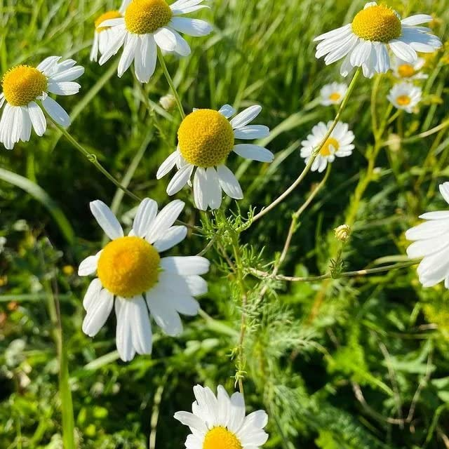 German Chamomile Seeds Matricaria chamomilla - 2500 Seeds for Tea & Gardens