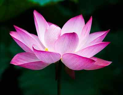 Sacred Lotus (Nelumbo nucifera) Seeds - 5 Fresh Lotus Seeds for Water Gardens
