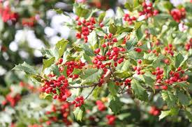 American Holly Seeds (Ilex opaca) - 30 Seeds for Hedging, Privacy Screens, and Landscaping