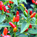 Chile Piquin Hot Pepper Seeds – Heirloom Capsicum annuum var. glabriusculum, 300mg