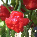 Scotch Bonnet Red Hot Pepper Seeds (Capsicum chinense) - 250mg Non-GMO, Extremely Hot