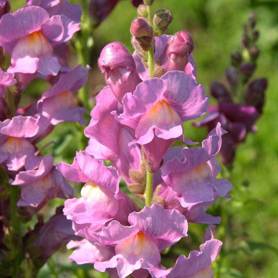 Antirrhinum majus Rocket Orchid Snapdragon Seeds – 1000+ Purple Blooms for Garden & Cut Flowers