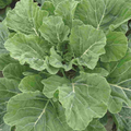 Georgia Southern Collard Seeds - Heirloom, Non-GMO, Cold & Heat Tolerant (2,000 Seeds)