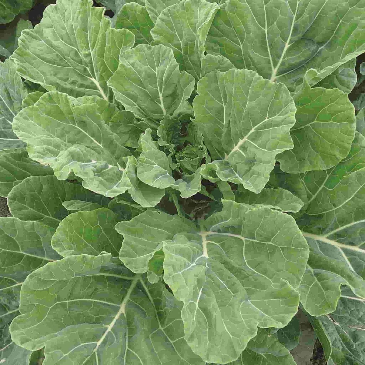 Georgia Southern Collard Seeds - Heirloom, Non-GMO, Cold & Heat Tolerant (2,000 Seeds)