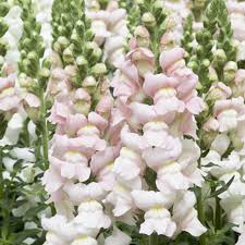 Costa Silver II Snapdragon Seeds (Antirrhinum majus) – 1000+ Seeds, Silvery-Lavender Blooms