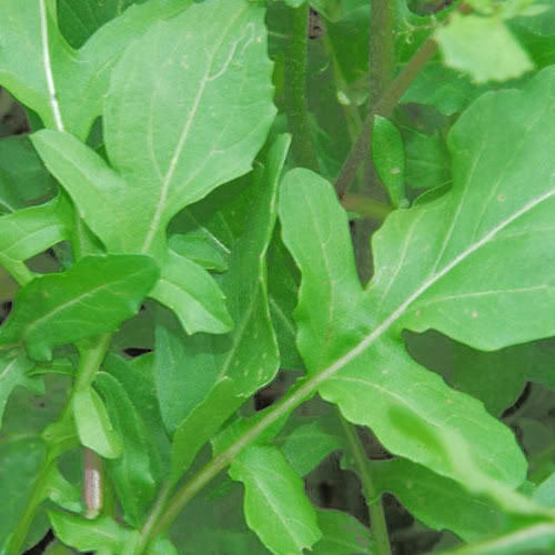 Roquette Arugula Seeds (Eruca vesicaria) – 500 Seeds, Peppery Greens for Salads