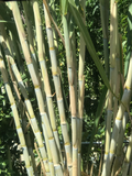 Sugarcane Rooted Cuttings – 5 Live Starter Plants, Saccharum officinarum