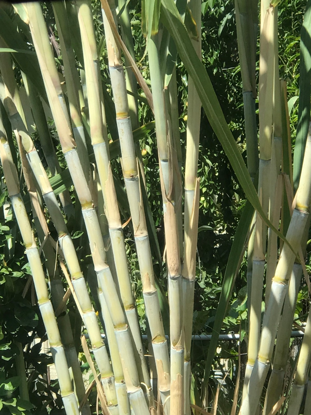 Sugarcane Rooted Cuttings – 5 Live Starter Plants, Saccharum officinarum