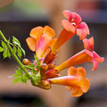 Trumpet Creeper Seeds (Campsis radicans) - 100 Perennial Orange Flower Vine