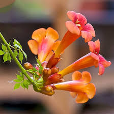 Trumpet Creeper Seeds (Campsis radicans) - 100 Perennial Orange Flower Vine