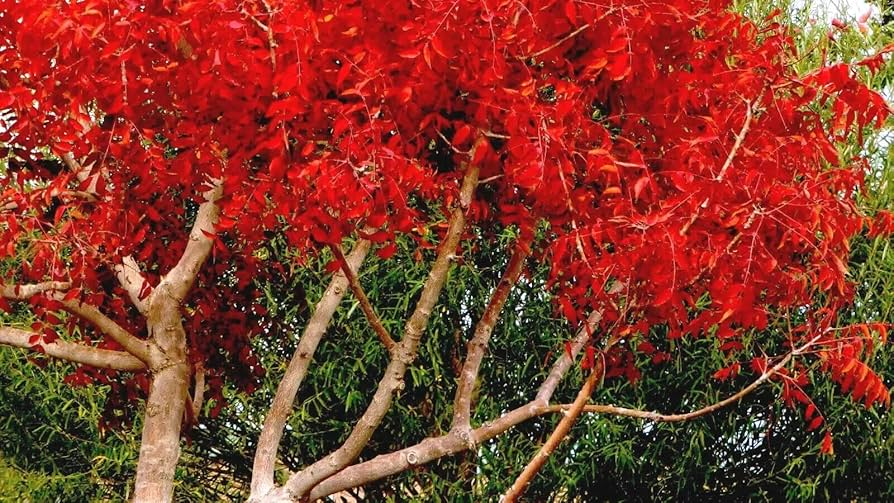 Chinese Pistachio Tree Seeds (Pistacia chinensis) – Hardy Ornamental, Fast Fall Color